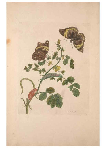 Reproducción/Reproduction 47146486601: Maria Sybilla Meriaen Over de voortteeling en wonderbaerlyke veranderingen der Surinaamsche insecten :. t'Amsterdam :By Jean Frederic Bernard,1730.. 