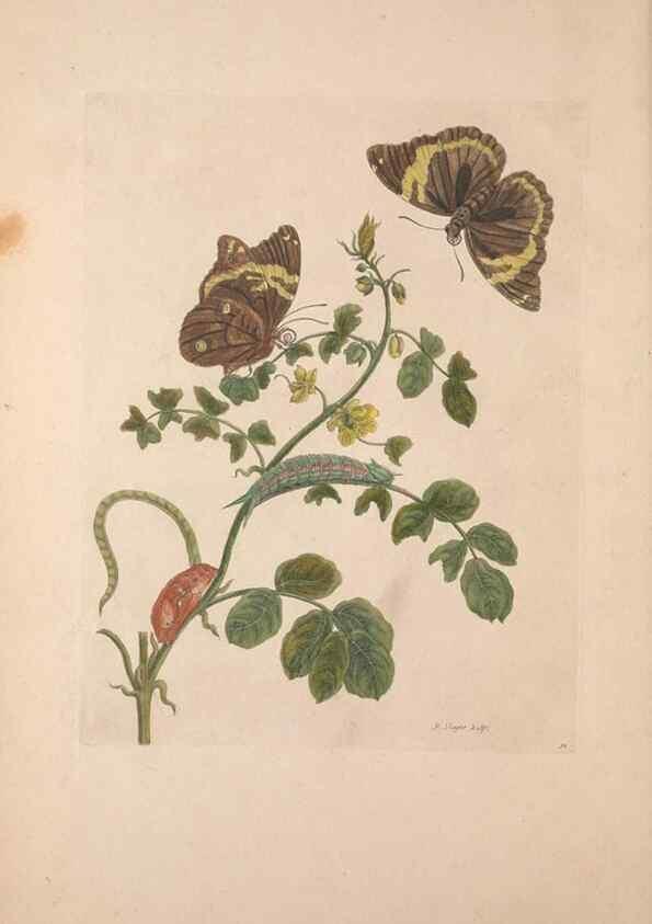 Reproducción/Reproduction 47146486601: Maria Sybilla Meriaen Over de voortteeling en wonderbaerlyke veranderingen der Surinaamsche insecten :. t'Amsterdam :By Jean Frederic Bernard,1730.. 