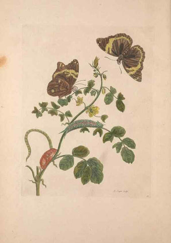 Reproducción/Reproduction 47146486601: Maria Sybilla Meriaen Over de voortteeling en wonderbaerlyke veranderingen der Surinaamsche insecten :. t'Amsterdam :By Jean Frederic Bernard,1730.. 
