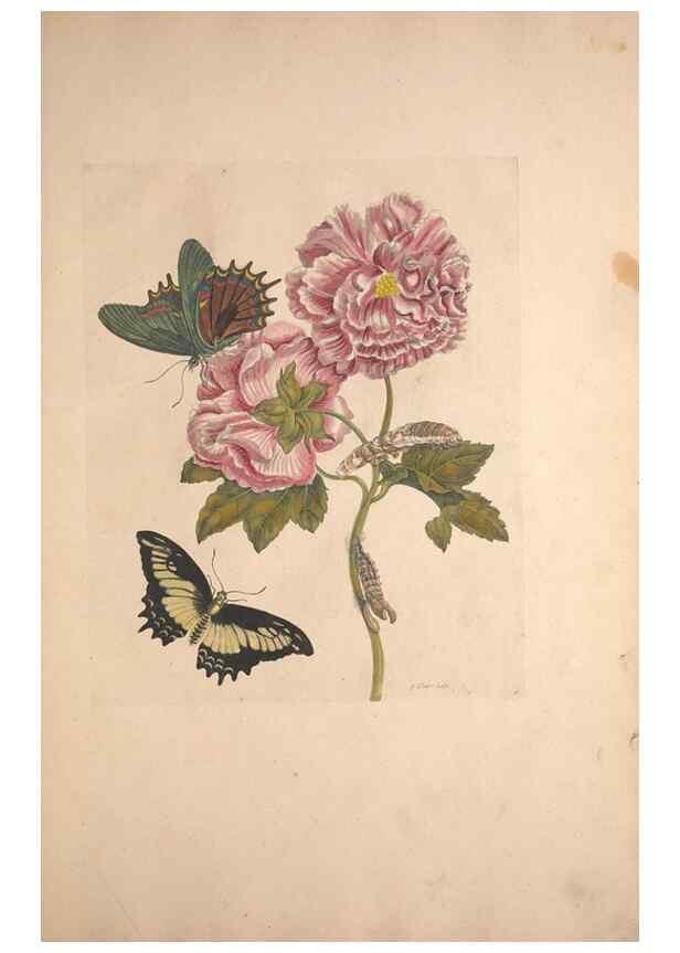 Reproducción/Reproduction 40181512443: Maria Sybilla Meriaen Over de voortteeling en wonderbaerlyke veranderingen der Surinaamsche insecten :. t'Amsterdam :By Jean Frederic Bernard,1730.. 