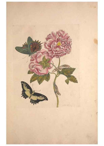 Reproducción/Reproduction 40181512443: Maria Sybilla Meriaen Over de voortteeling en wonderbaerlyke veranderingen der Surinaamsche insecten :. t'Amsterdam :By Jean Frederic Bernard,1730.. 