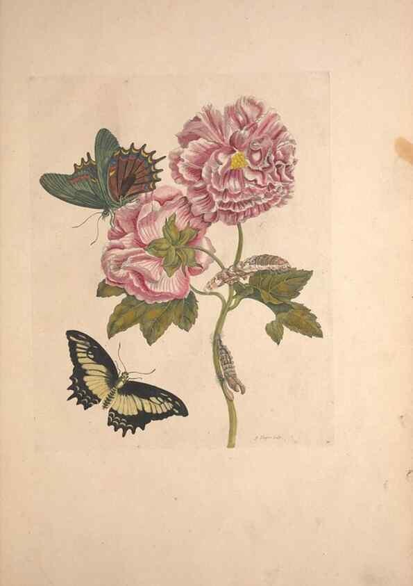 Reproducción/Reproduction 40181512443: Maria Sybilla Meriaen Over de voortteeling en wonderbaerlyke veranderingen der Surinaamsche insecten :. t'Amsterdam :By Jean Frederic Bernard,1730.. 