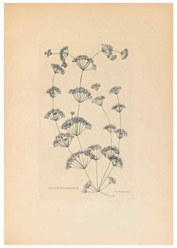 Reproducción/Reproduction 32204380467: Contributions to Japanese Characeae,. n.p.,1898?. 