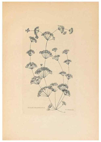 Reproducción/Reproduction 32204380467: Contributions to Japanese Characeae,. n.p.,1898?. 