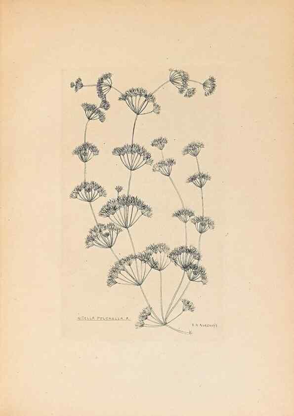 Reproducción/Reproduction 32204380467: Contributions to Japanese Characeae,. n.p.,1898?. 