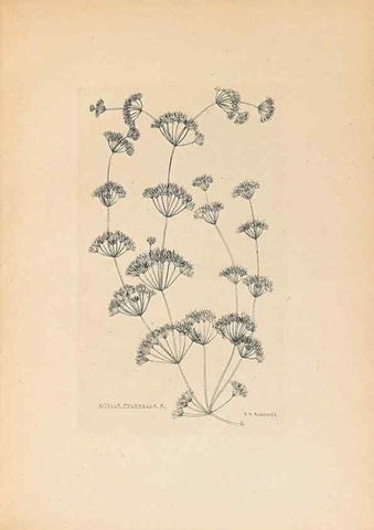 Reproducción/Reproduction 32204380467: Contributions to Japanese Characeae,. n.p.,1898?. 