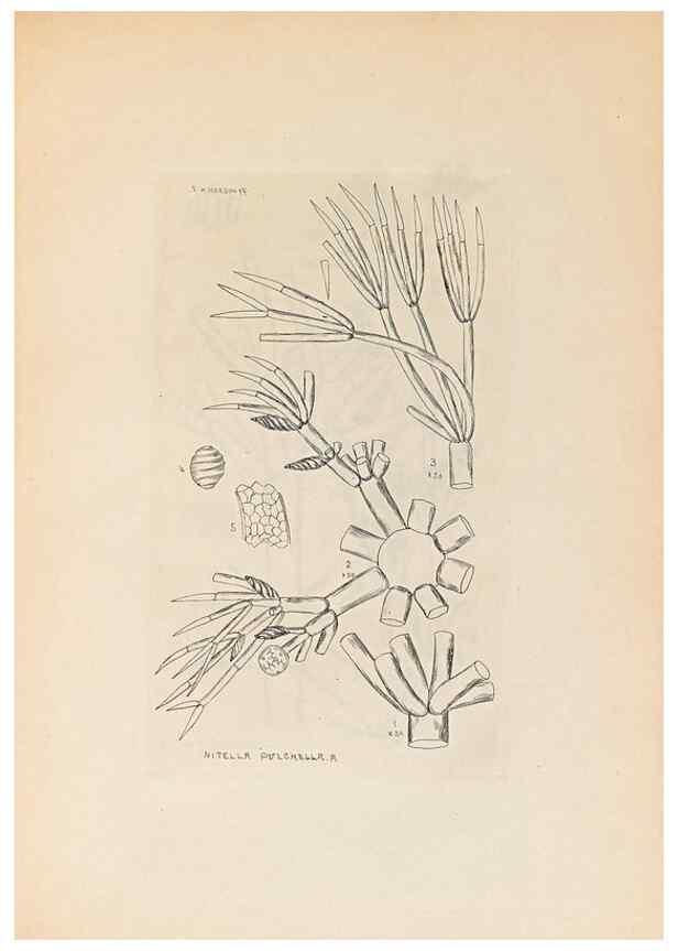 Reproducción/Reproduction 47094079062: Contributions to Japanese Characeae,. n.p.,1898?. 
