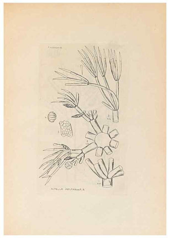 Reproducción/Reproduction 47094079062: Contributions to Japanese Characeae,. n.p.,1898?. 