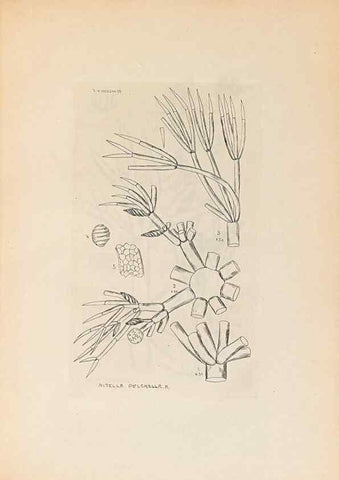 Reproducción/Reproduction 47094079062: Contributions to Japanese Characeae,. n.p.,1898?. 