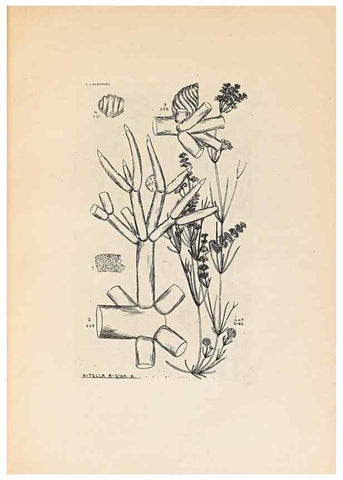 Reproducción/Reproduction 46422870704: Contributions to Japanese Characeae,. n.p.,1898?. 