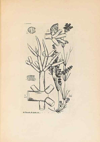 Reproducción/Reproduction 46422870704: Contributions to Japanese Characeae,. n.p.,1898?. 