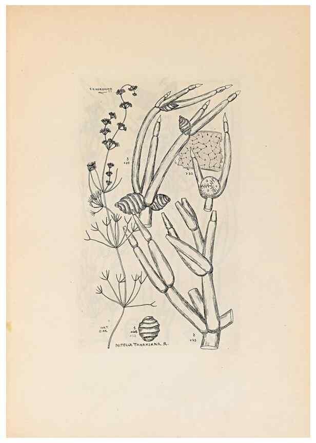 Reproducción/Reproduction 47094081302: Contributions to Japanese Characeae,. n.p.,1898?. 