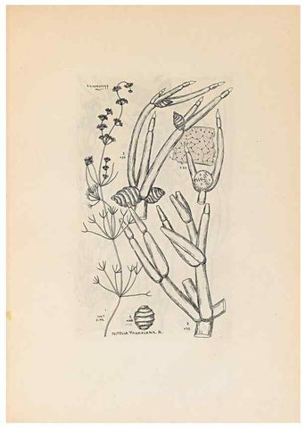 Reproducción/Reproduction 47094081302: Contributions to Japanese Characeae,. n.p.,1898?. 