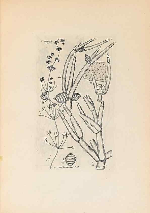 Reproducción/Reproduction 47094081302: Contributions to Japanese Characeae,. n.p.,1898?. 