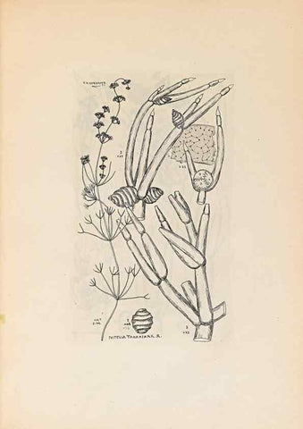 Reproducción/Reproduction 47094081302: Contributions to Japanese Characeae,. n.p.,1898?. 
