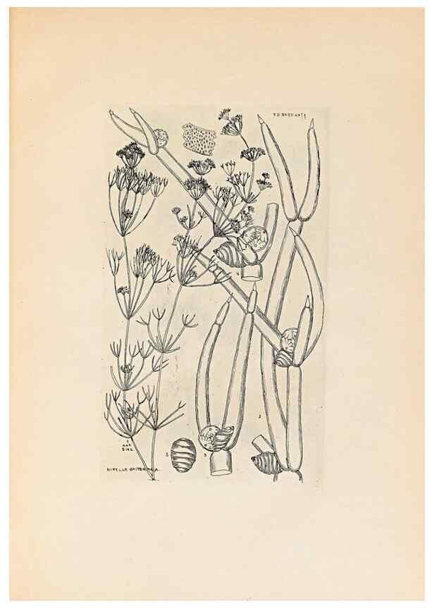 Reproducción/Reproduction 47146278281: Contributions to Japanese Characeae,. n.p.,1898?. 