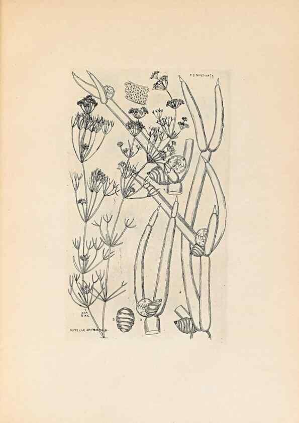Reproducción/Reproduction 47146278281: Contributions to Japanese Characeae,. n.p.,1898?. 