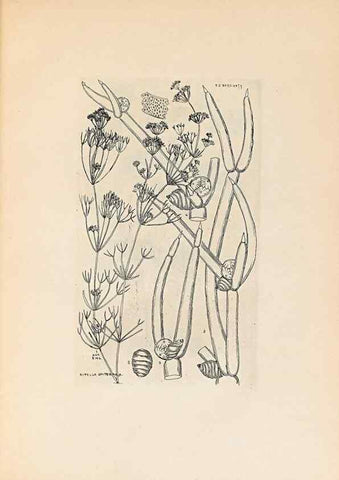 Reproducción/Reproduction 47146278281: Contributions to Japanese Characeae,. n.p.,1898?. 
