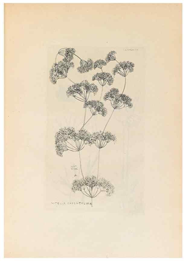 Reproducción/Reproduction 47094083702: Contributions to Japanese Characeae,. n.p.,1898?. 
