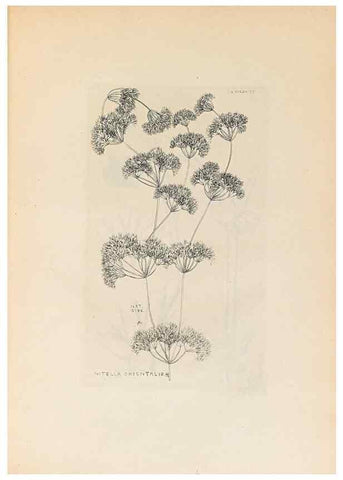 Reproducción/Reproduction 47094083702: Contributions to Japanese Characeae,. n.p.,1898?. 