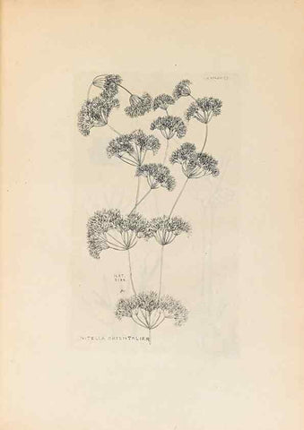 Reproducción/Reproduction 47094083702: Contributions to Japanese Characeae,. n.p.,1898?. 