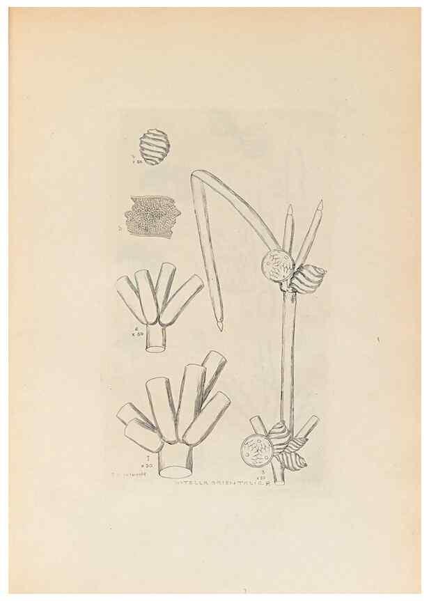 Reproducción/Reproduction 47094085082: Contributions to Japanese Characeae,. n.p.,1898?. 
