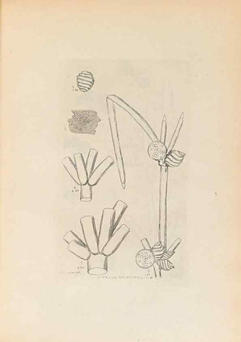 Reproducción/Reproduction 47094085082: Contributions to Japanese Characeae,. n.p.,1898?. 