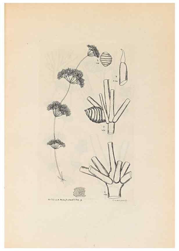 Reproducción/Reproduction 47146280041: Contributions to Japanese Characeae,. n.p.,1898?. 
