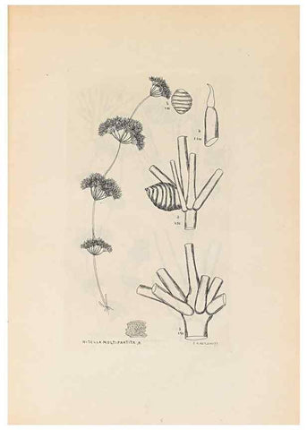 Reproducción/Reproduction 47146280041: Contributions to Japanese Characeae,. n.p.,1898?. 