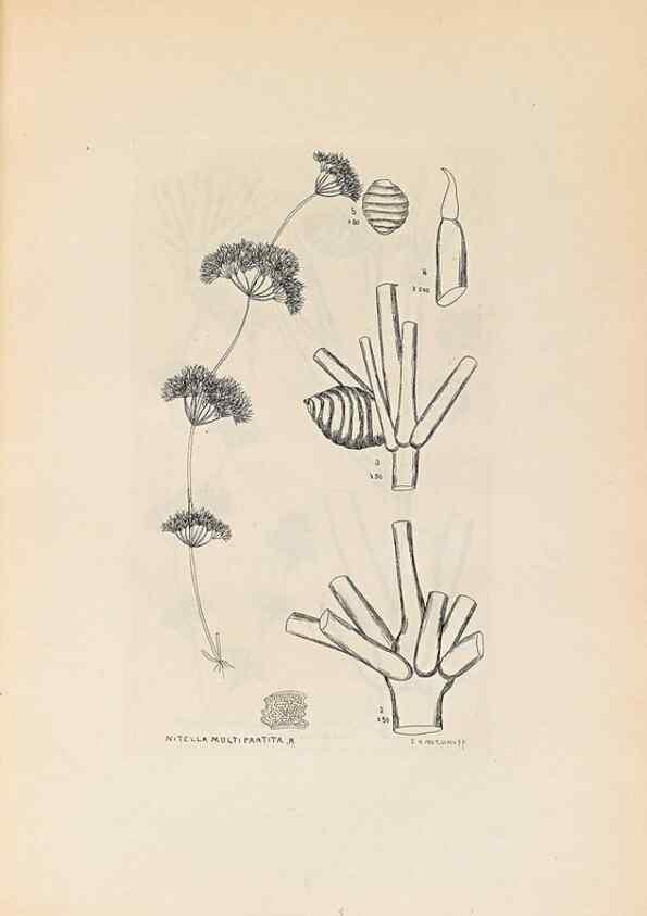 Reproducción/Reproduction 47146280041: Contributions to Japanese Characeae,. n.p.,1898?. 