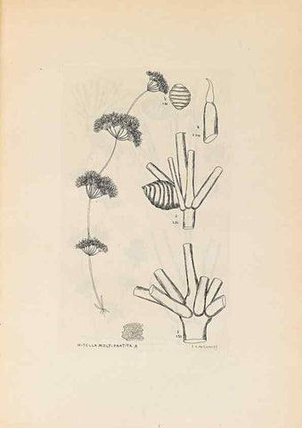 Reproducción/Reproduction 47146280041: Contributions to Japanese Characeae,. n.p.,1898?. 