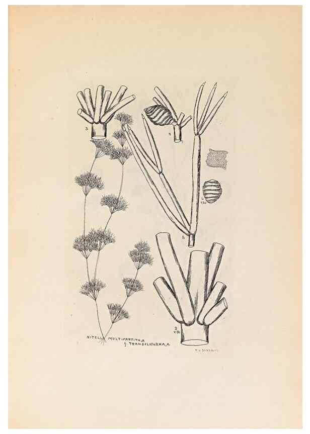 Reproducción/Reproduction 32204384997: Contributions to Japanese Characeae,. n.p.,1898?. 