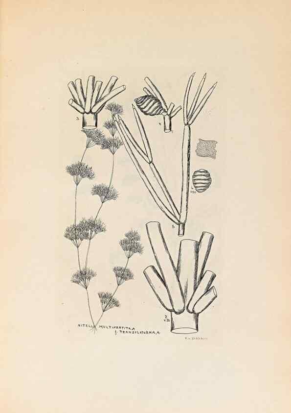 Reproducción/Reproduction 32204384997: Contributions to Japanese Characeae,. n.p.,1898?. 