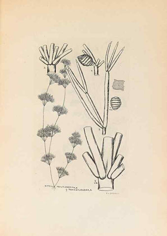 Reproducción/Reproduction 32204384997: Contributions to Japanese Characeae,. n.p.,1898?. 