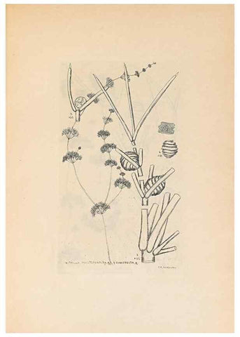 Reproducción/Reproduction 33271043518: Contributions to Japanese Characeae,. n.p.,1898?. 