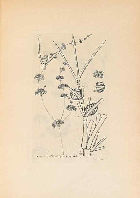 Reproducción/Reproduction 33271043518: Contributions to Japanese Characeae,. n.p.,1898?. 