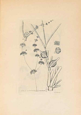 Reproducción/Reproduction 33271043518: Contributions to Japanese Characeae,. n.p.,1898?. 