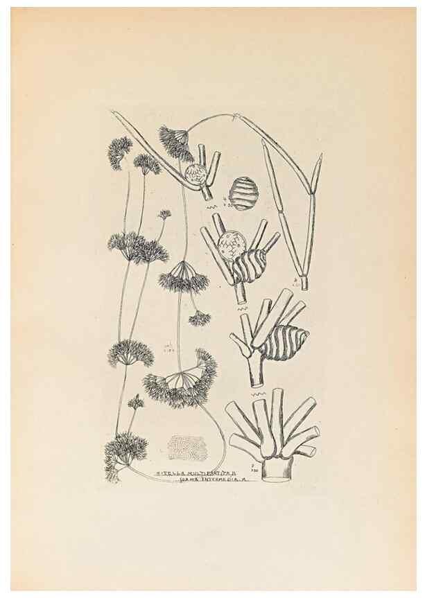 Reproducción/Reproduction 46422876944: Contributions to Japanese Characeae,. n.p.,1898?. 