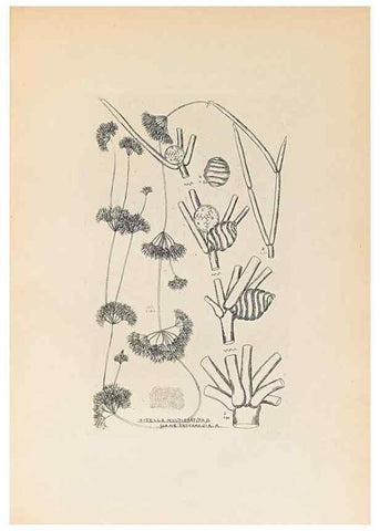 Reproducción/Reproduction 46422876944: Contributions to Japanese Characeae,. n.p.,1898?. 