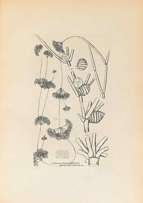Reproducción/Reproduction 46422876944: Contributions to Japanese Characeae,. n.p.,1898?. 
