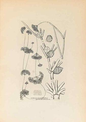 Reproducción/Reproduction 46422876944: Contributions to Japanese Characeae,. n.p.,1898?. 