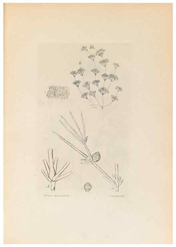 Reproducción/Reproduction 46422877784: Contributions to Japanese Characeae,. n.p.,1898?. 