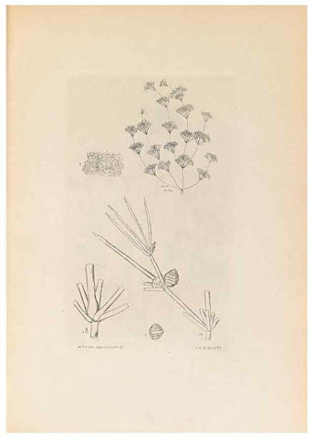 Reproducción/Reproduction 46422877784: Contributions to Japanese Characeae,. n.p.,1898?. 