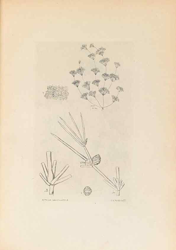 Reproducción/Reproduction 46422877784: Contributions to Japanese Characeae,. n.p.,1898?. 