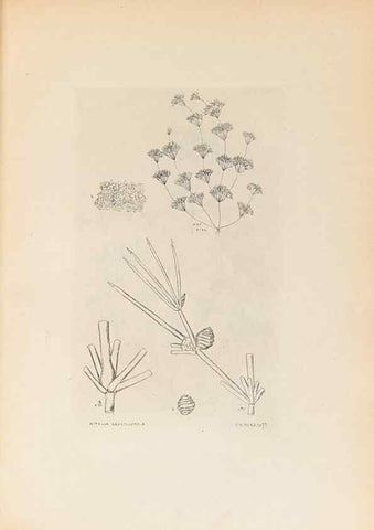 Reproducción/Reproduction 46422877784: Contributions to Japanese Characeae,. n.p.,1898?. 