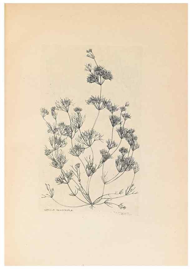 Reproducción/Reproduction 40181326183: Contributions to Japanese Characeae,. n.p.,1898?. 
