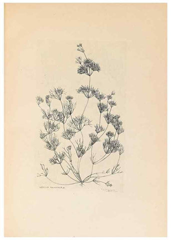 Reproducción/Reproduction 40181326183: Contributions to Japanese Characeae,. n.p.,1898?. 