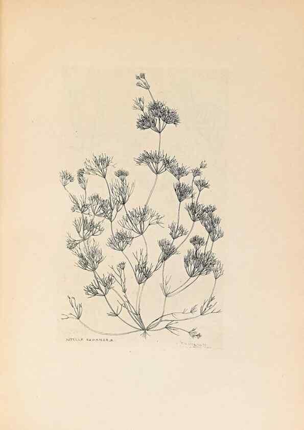 Reproducción/Reproduction 40181326183: Contributions to Japanese Characeae,. n.p.,1898?. 