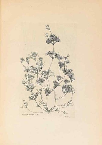 Reproducción/Reproduction 40181326183: Contributions to Japanese Characeae,. n.p.,1898?. 