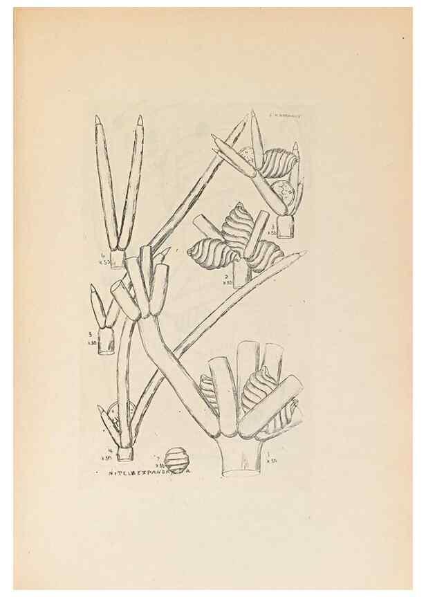 Reproducción/Reproduction 32204387987: Contributions to Japanese Characeae,. n.p.,1898?. 